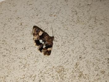 <i>Tyta luctuosa</i>