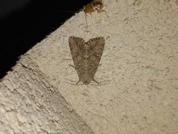 <i>Anarta trifolii</i>