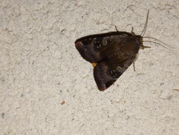 <i>Noctua</i>