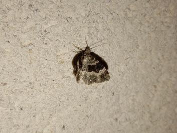 <i>Epirrhoe alternata</i>