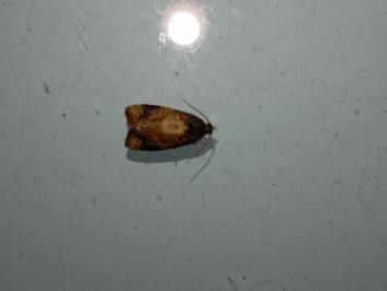 <i>Ditula angustiorana</i>