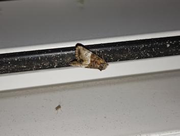 <i>Mesoligia furuncula</i>