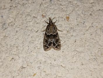<i>Eudonia mercurella</i>