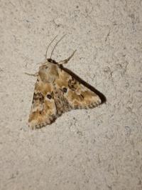 <i>Eremobia ochroleuca</i>