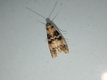 <i>Euzophera pinguis</i>