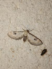 <i>Eupithecia centaureata</i>