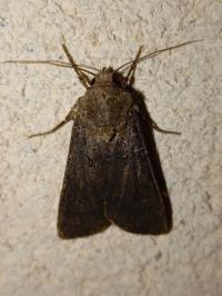 <i>Agrotis segetum</i>