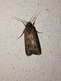 <i>Agrotis ipsilon</i>