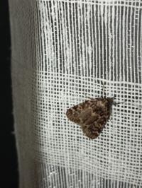 <i>Aglossa caprealis</i>