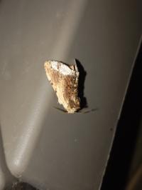 <i>Ptilodon cucullina</i>