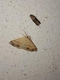 <i>Cyclophora punctaria</i>