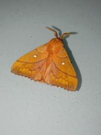 <i>Odonestis pruni</i>