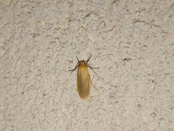 <i>Wittia sororcula</i>