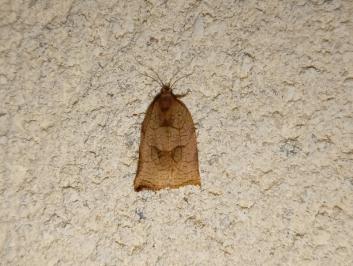 <i>Archips podana</i>