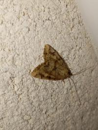 <i>Cosmia trapezina</i>