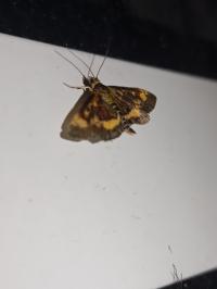 <i>Pyrausta aurata</i>