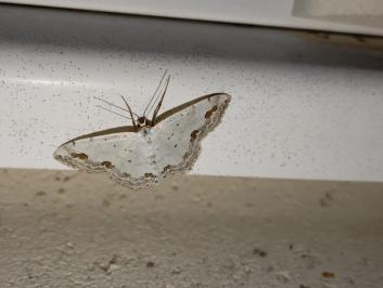 <i>Scopula ornata</i>