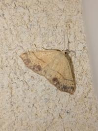 <i>Cyclophora punctaria</i>