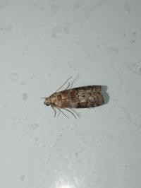 <i>Phycita roborella</i>