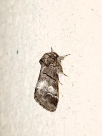 <i>Drymonia querna</i>