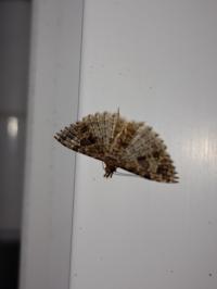 <i>Alucita hexadactyla</i>