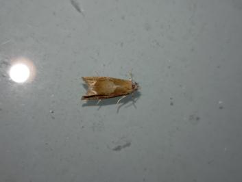 <i>Eucosma conterminana</i>