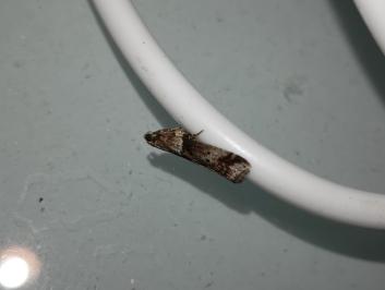 <i>Acrobasis consociella</i>