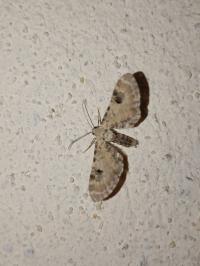 <i>Eupithecia centaureata</i>