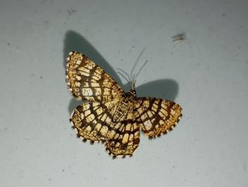 <i>Chiasmia clathrata</i>