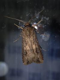 <i>Agrotis ipsilon</i>