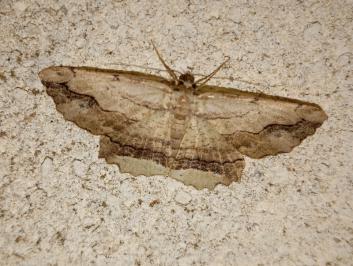 <i>Menophra abruptaria</i>