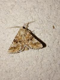 <i>Eremobia ochroleuca</i>