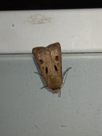 <i>Agrotis exclamationis</i>