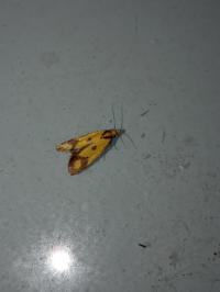 <i>Agapeta zoegana</i>