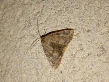 <i>Cosmia trapezina</i>