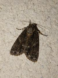 <i>Acronicta rumicis</i>