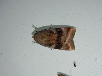 <i>Noctua</i>