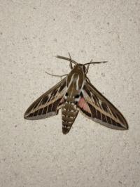 <i>Hyles livornica</i>