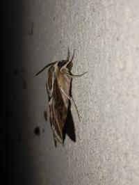 <i>Hyles livornica</i>