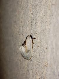 <i>Cilix glaucata</i>