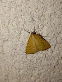 <i>Sitochroa verticalis</i>