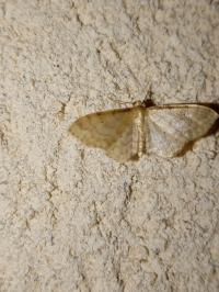 <i>Idaea fuscovenosa</i>