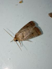 <i>Hoplodrina octogenaria</i>