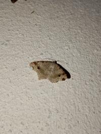 <i>Macaria alternata</i>