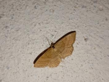 <i>Idaea ochrata</i>