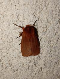 <i>Phragmatobia fuliginosa</i>