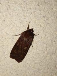 <i>Noctua pronuba</i>
