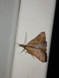 <i>Synaphe punctalis</i>