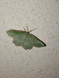 <i>Thalera fimbrialis</i>