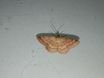 <i>Scopula rubiginata</i>